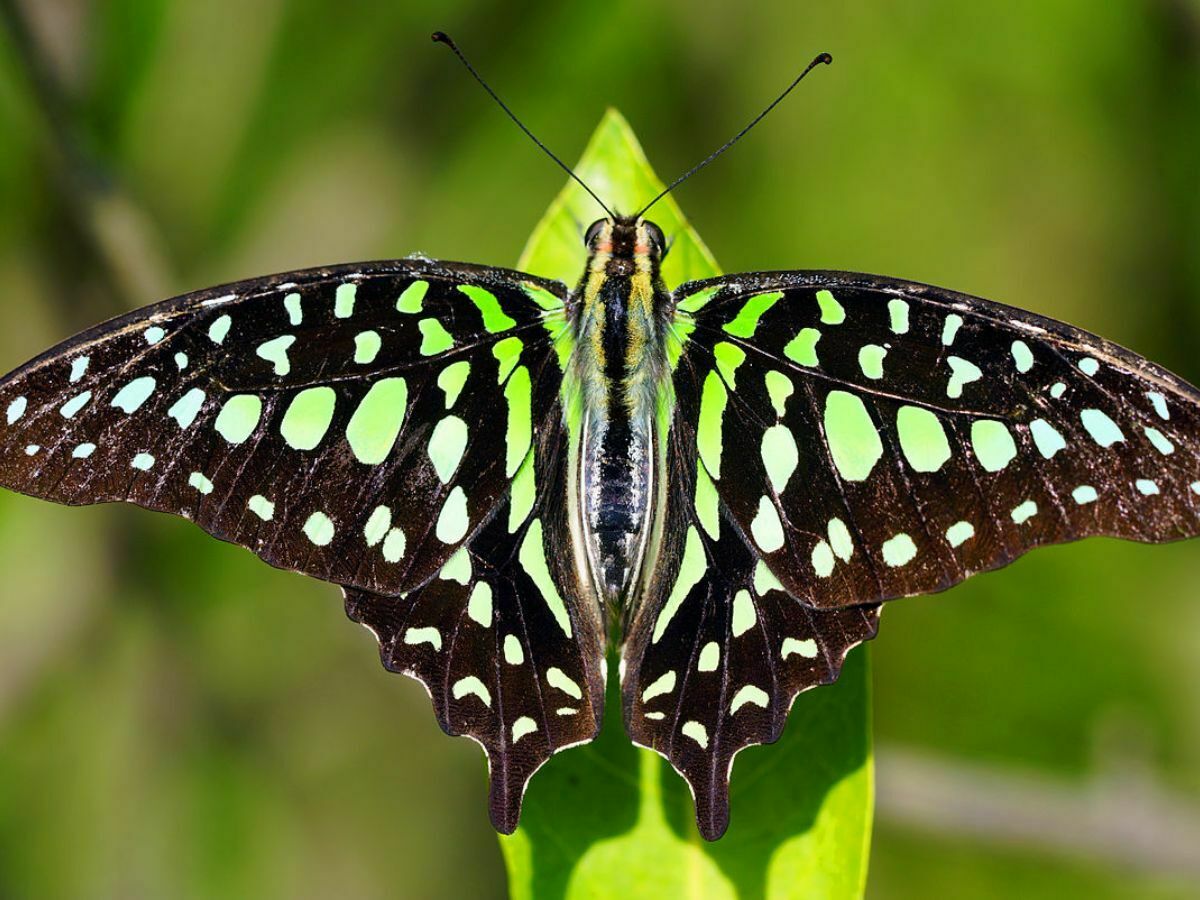 7 Curiosidades Sobre A Borboleta Notícias Diretas 9742